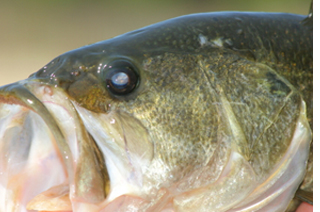 Close Up of Largemouth Bass