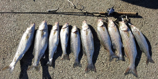 California Aqueduct Fishing Catch And Release Striped Bass 