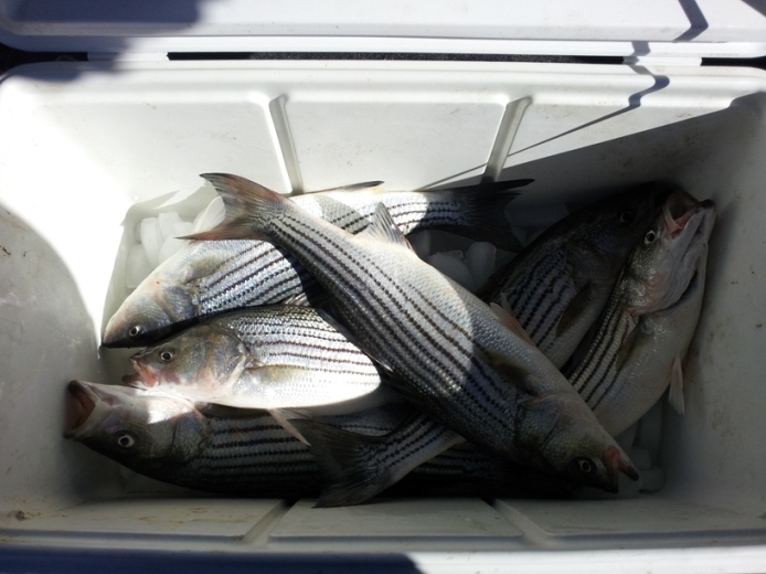 Great Striper Fishing in California Aqueduct 